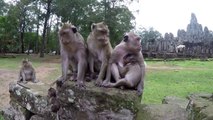 Everyday Baby Monkey Playing With Tourist Girl (2)