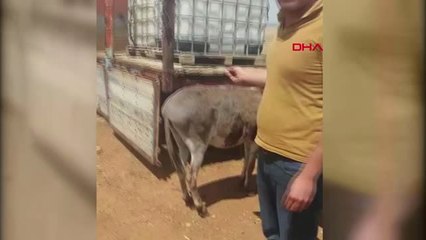 Konya Gürültü Yapıyor Diye Komşu Çiftlikteki Eşeği Tüfekle Yaraladı Hd
