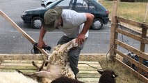 Morbihan. Paysagiste animalier, Mickaël Jaunay tond ses moutons plutôt que la pelouse