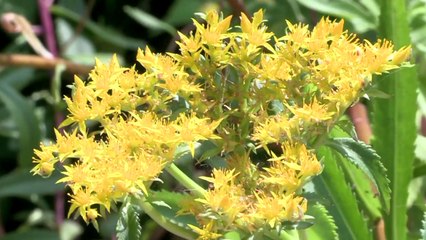 우리 꽃과 정원...인기 '짱' / YTN