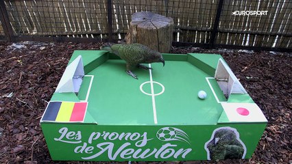 Le prono de Newton : et si ce Belgique-Japon était moins déséquilibré que prévu ?