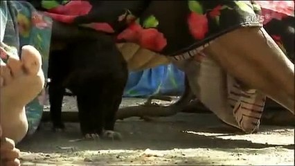 Wie Hunde die Welt verändern DOKU