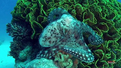 Oktopus bei der Jagd