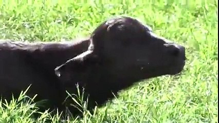 اسد غبي ولكنه وجد ثور أغبى منه هتموت من الضحك لن تتخيل ما نهايتهم