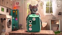 Little Kitten Adventures  Play Fun Pet Care Game for Kids and Toddlers