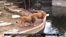 [별별영상] '체면이 말이 아니네!' 발 헛디딘 사자