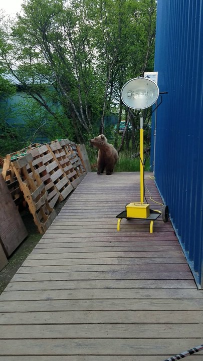 Bear Comes to Say Hello