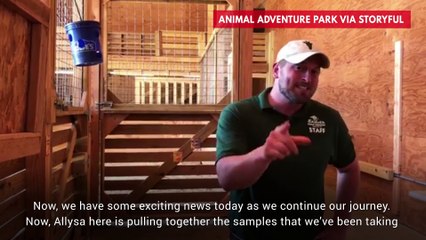 Animal Adventure Park Co-Owner: April The Giraffe Might Be Pregnant Again