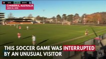 Pitch-Invading Kangaroo Interrupts Soccer Match