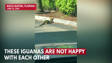 Download Video: Iguanas Have Parking Lot Fight Outside Florida Starbucks