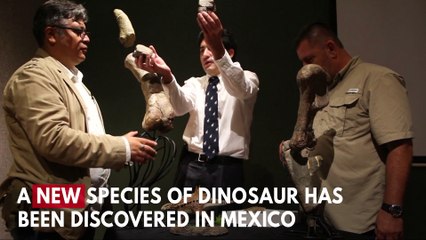 New Half-Ton Dinosaur Discovered In Mexico