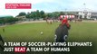 Soccer-Playing Elephants Beat Humans