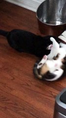 Big Trouble in Little Kitty Town