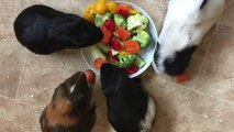 Natural Nutrition for Guinea Pigs
