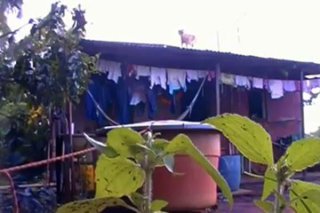 Vídeos Engraçados - Pensa em um Gato que Deve estar Xingando o Dono