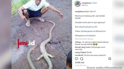 Viral! Ular Berkaki Biawak Ditemukan di Kalimantan
