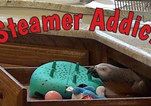 Mischievous Parrot Tears Steamer Apart