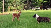 Oh deer, a dog! A fawn and a dog don’t seem to get along well with each other as a video shared by Annette Ginocchetti shows. Though, the fawn seems to gain the