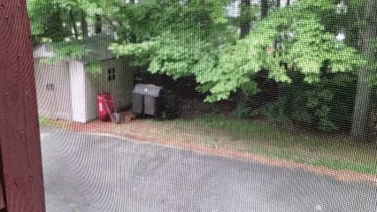 Red Foxes Move Into My Yard