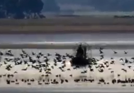 Authorities Seize Airboat Used Illegally During Victoria's Duck Hunting Season