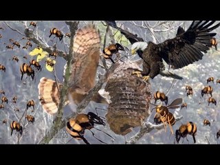 Eagle Attack The House Of Giant Hornet