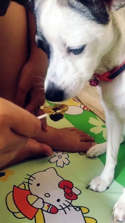 Dog eats popping candy
