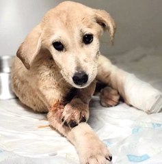 Vahşet Bitmiyor! Mardin'de Tüfekle Vurulan Yavru Köpeğin Gözyaşları Yürek Dağladı