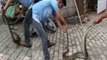 Massive rock python rescued by forest officials in Assam, India | Oneindia News