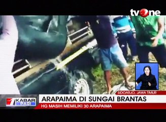 Lepaskan Ikan Araipama di Brantas, Pelaku Terancam Penjara