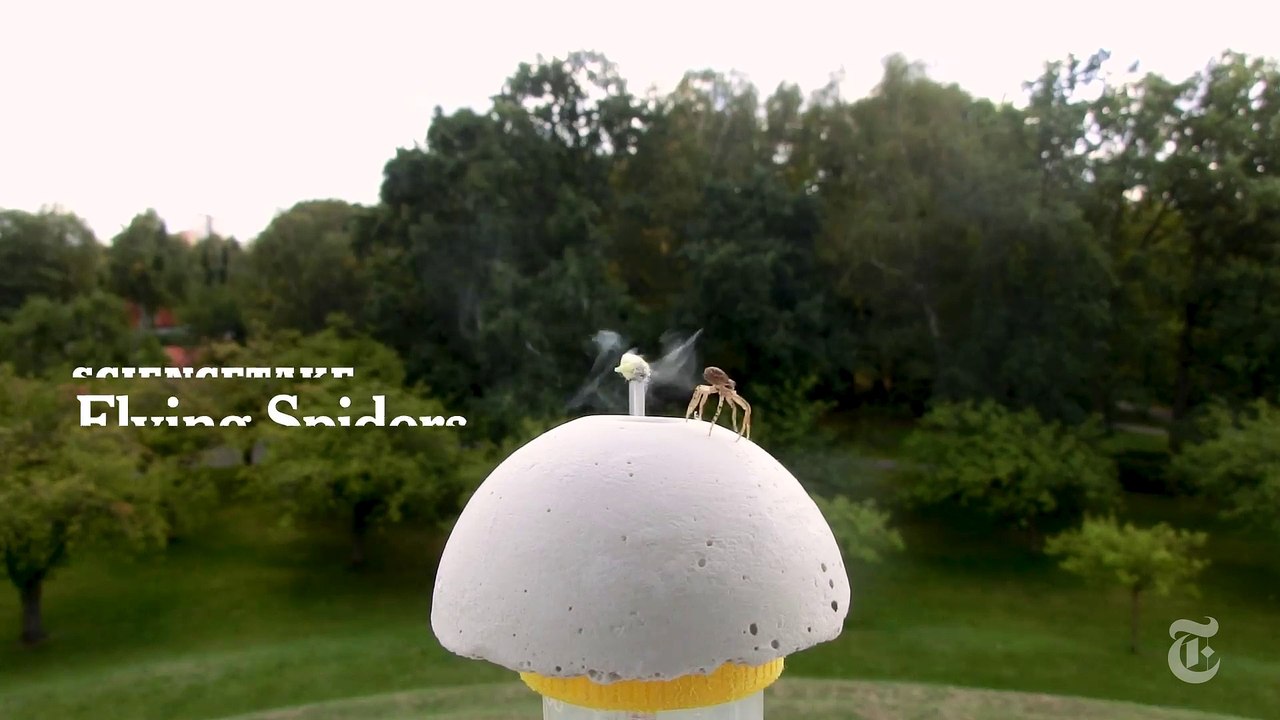 Les araignées qui volent sur des centaines de km - Technique du Ballooning