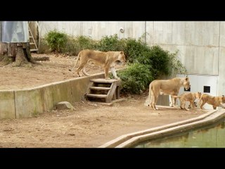 Une lionne pousse son petit à l'eau...