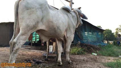 Fantastic!The Cows is no power to present in my village