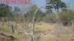 Unbelievable Elephant Rescue Kudu From Wild Dogs Best Wild Animal Predators Lion vs Hyena