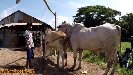 Wow! Amazing Man Breeding Cow In My Village (2)