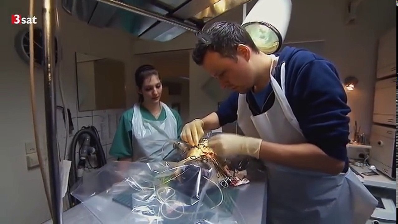 Mensch Hund! Doku über Qualzucht und die Folgen 3sat