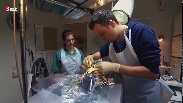 Mensch Hund! Doku über Qualzucht und die Folgen 3sat