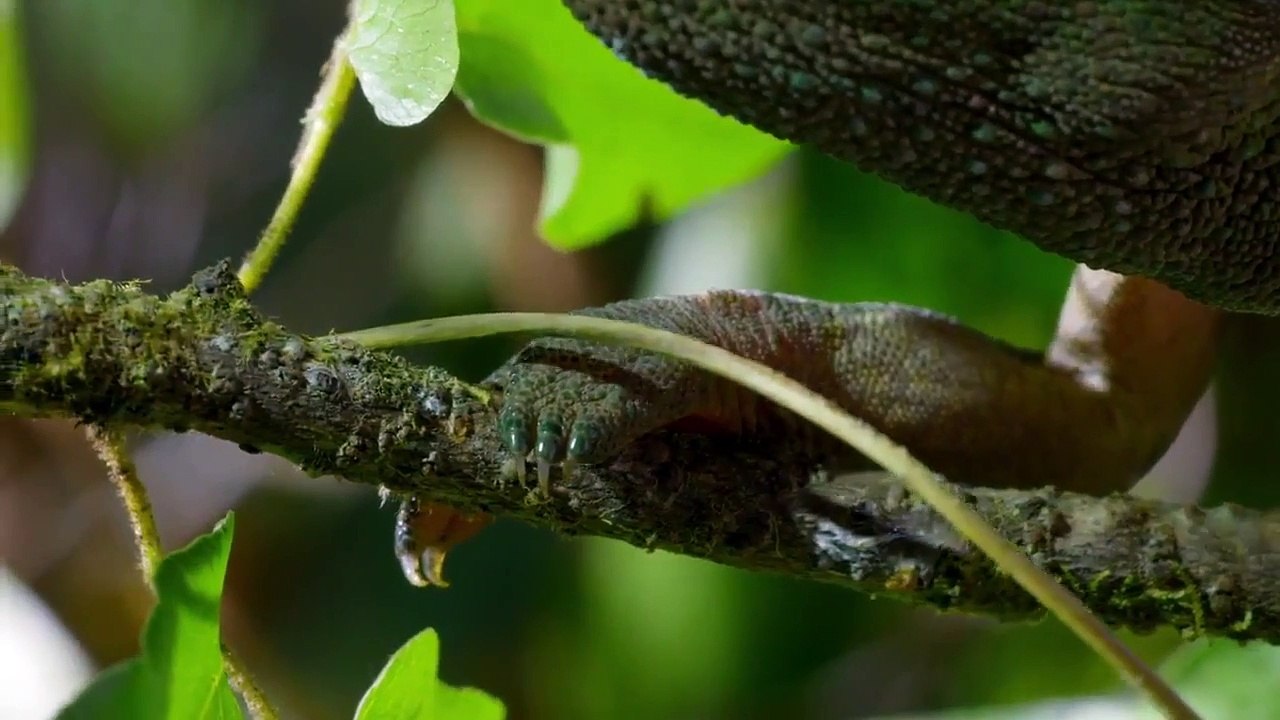 THE HUNT || BBC One - S01E01 || The Hardest Challenge = David Attenborough