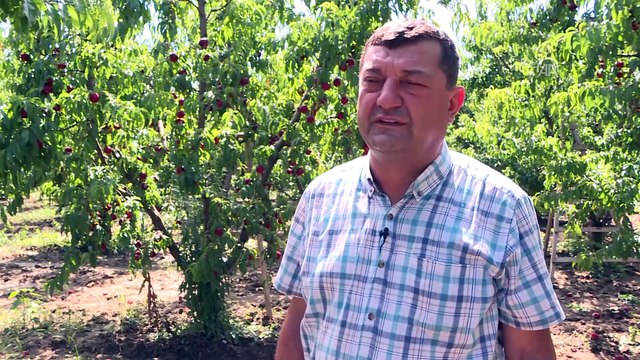 Bursa şeftalisinde hasat zamanı - BURSA