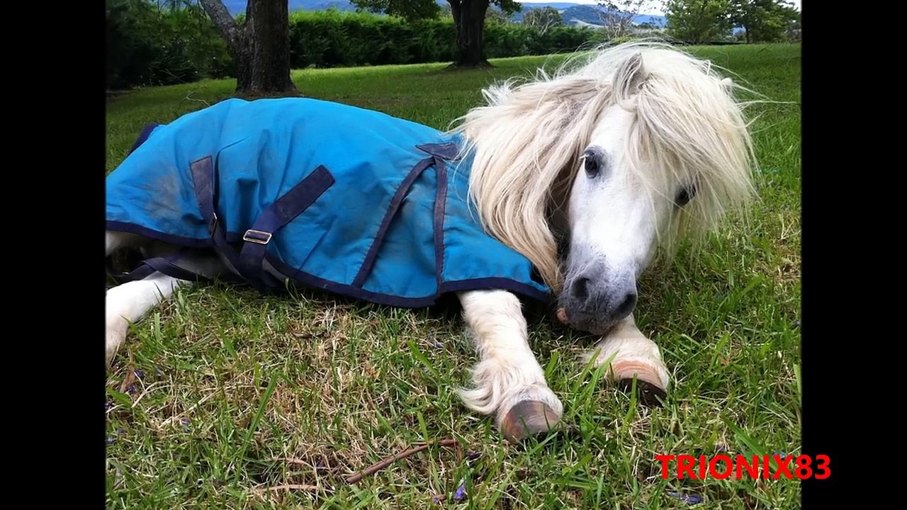 RAZAS DE CABALLOS QUE NO SABIAS QUE EXISTIAN – Caballos increibles que no creeras que existen