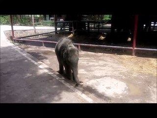 Elephant baby playing