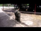 Elephant baby playing