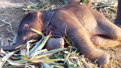 Young baby elephant trying to get up for the first time