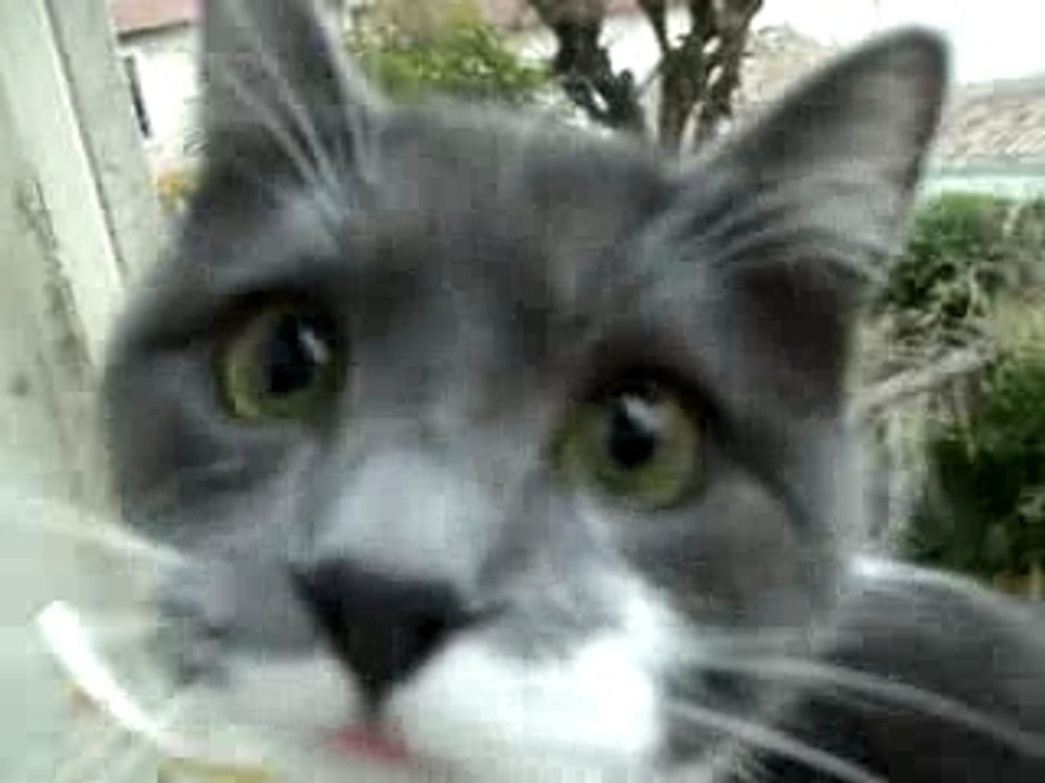 Le chat qui parle