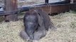 Baby elephant trying to stay awake