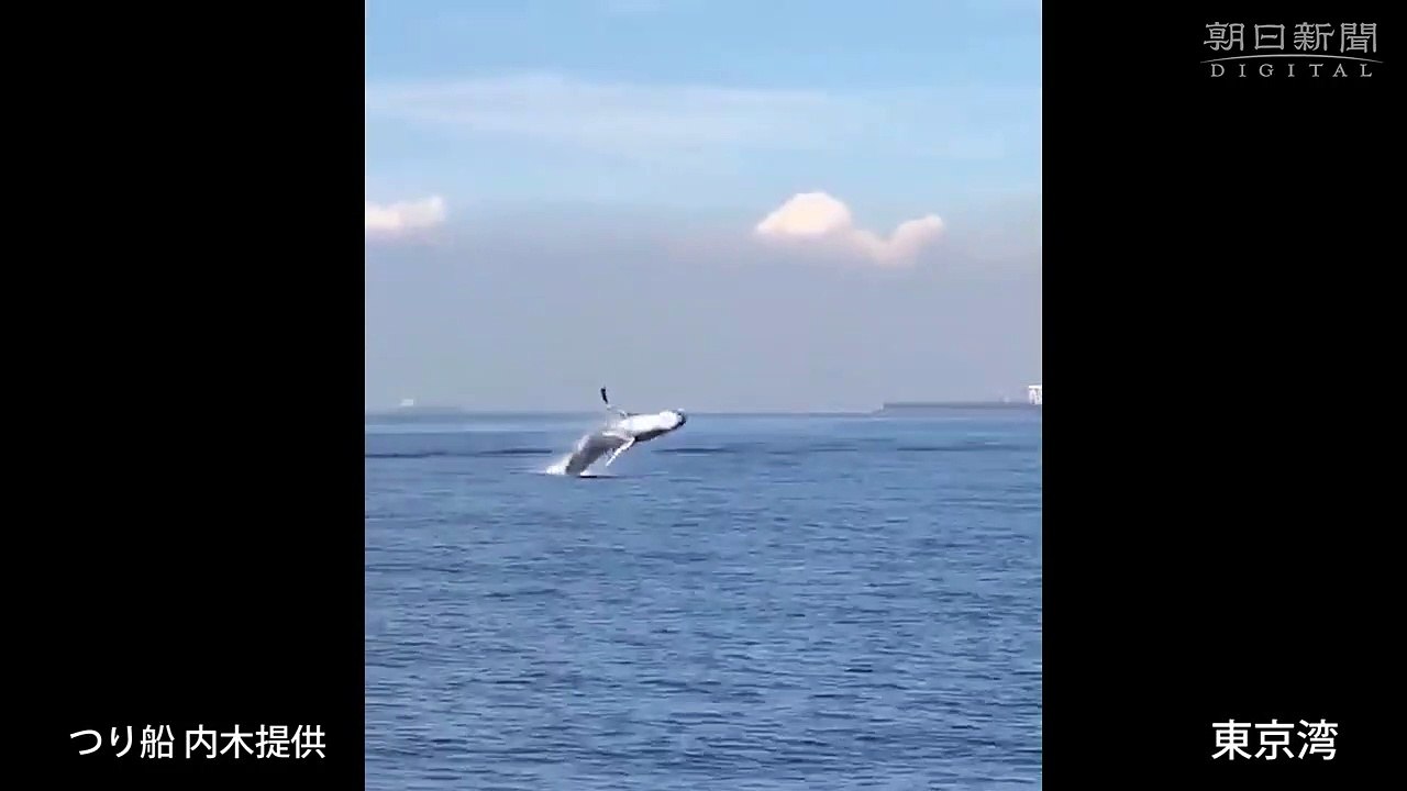Sauts d'une baleine dans la baie de Tokyo