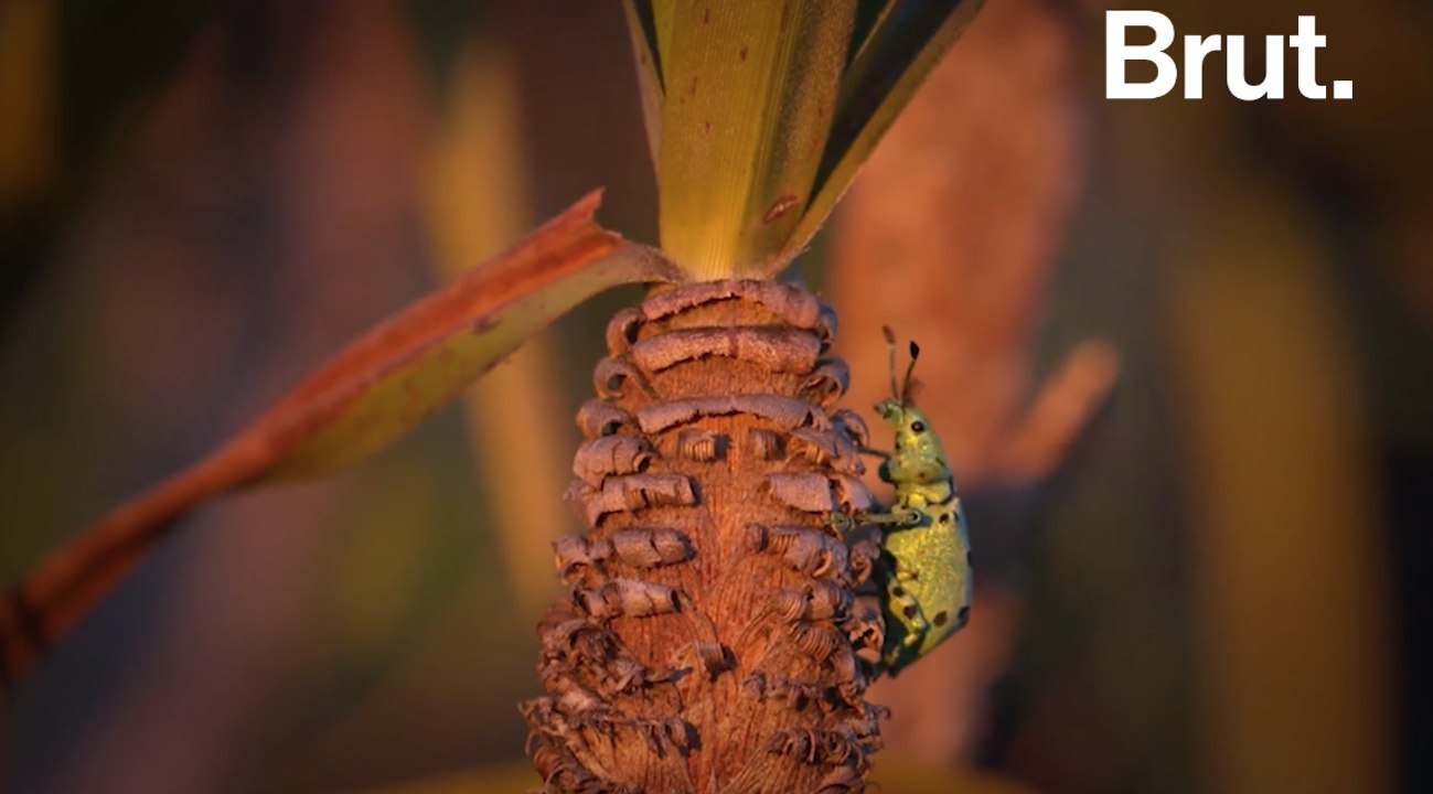 5 bonnes nouvelles pour la planète