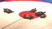 You have to see this bar that races turtles