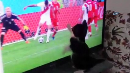 Fanatik kedinin Dünya Kupası heyecanı