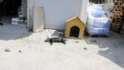 İşyerinin önünde bağlı köpeği taşlayıp öldürdüler