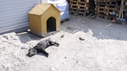 İşyerinin Önünde Bağlı Köpeği Taşlayıp Öldürdüler